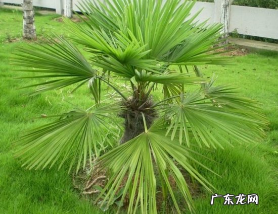 棕榈树的生长特点及外形特点 棕榈生长好坏的关键是什么