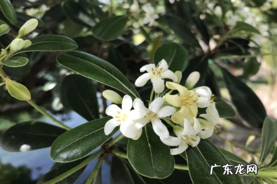 海桐生长环境 盆栽海桐的养殖和管理