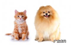 小土狗几个月开始猛长 狗的乳牙什么时候换