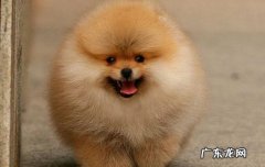 不能当面清理狗大便 狗耳朵很干净但总甩头
