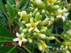 海桐修剪方法图解 海桐露骨复壮修剪法