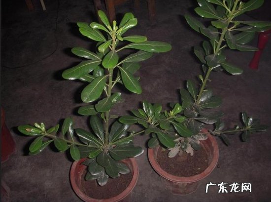 海桐可以养在室内吗 盆栽海桐应怎样养护管理
