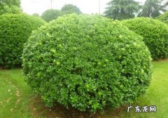 海桐是什么 海桐有何特性