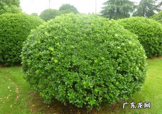 海桐是什么 海桐有何特性