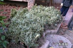 海桐籽播种技术 花木海桐籽什么时候播种