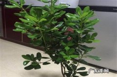 海桐冬天能不能移栽 盆栽海桐冬季可以修剪吗