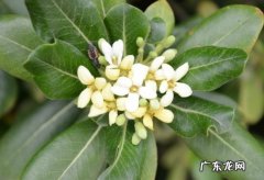海桐盆栽图片 盆栽海桐的养殖方法