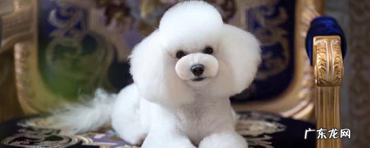 为什么说博美随时会死 博美和比熊的区别