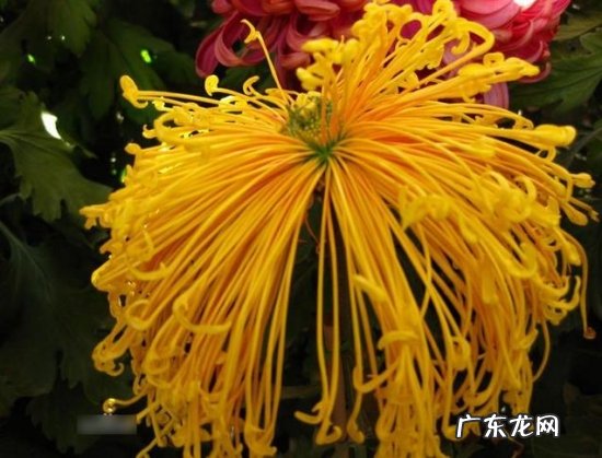 独本菊的养殖全过程 怎样培养独本菊