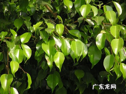 垂叶榕是乔木还是灌木 现代室内装饰中的主栽植物为什么喜欢用垂榕