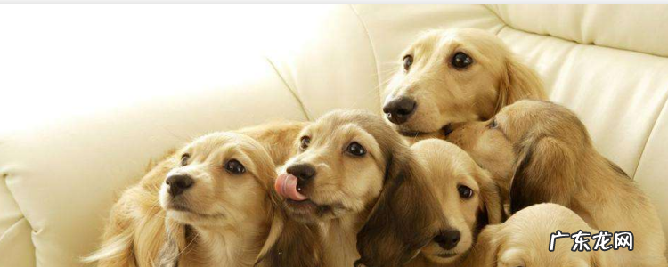 拉布拉多随便认主人吗 拉布拉多认几个主人