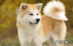 养秋田犬的人都后悔了 秋田犬和中华田园犬有什么区别