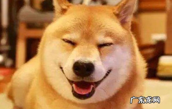 中小型犬品种大全 秋田犬分大型小型吗