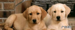 拉布拉多犬最佳训练期 拉布拉多怎么看品相