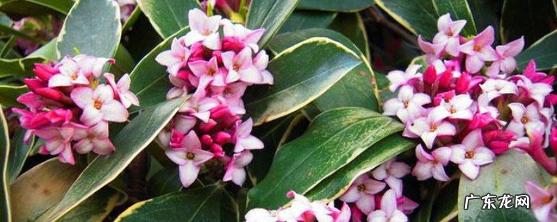 金边瑞香什么时候换盆合适 金边瑞香换盆后要马上浇水吗