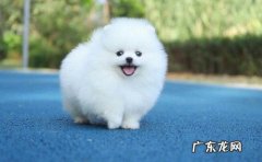 建议穷人养的10种狗 博美犬的优缺点