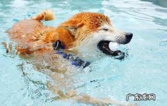 狗狗战斗力排行榜前50名 金毛打架厉害吗