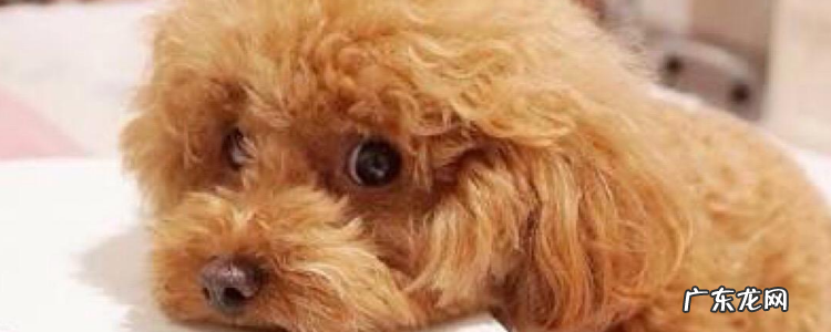 贵宾犬多久认定主人 贵宾犬能长多大