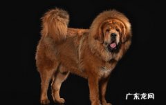 中国十大禁犬 藏獒一生只认一个主人吗