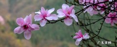望春玉兰花 望春玉兰怎么嫁接