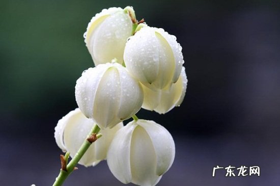 丝兰的寓意 丝兰的花语和传说