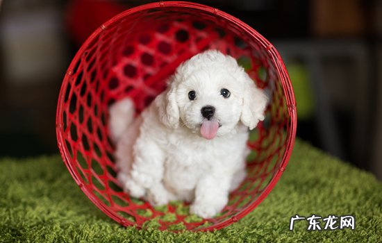 比熊犬和博美 李佳琪的狗是什么品种