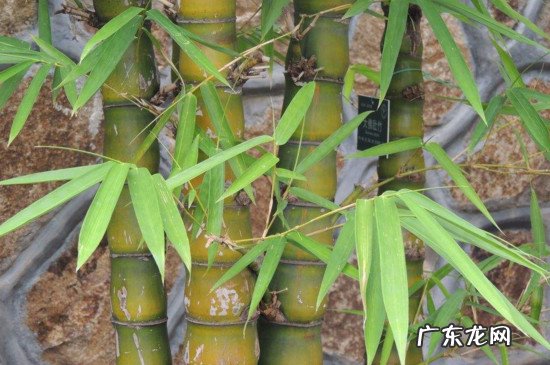 佛肚竹的养殖方法和注意事项 大佛肚竹怎么养