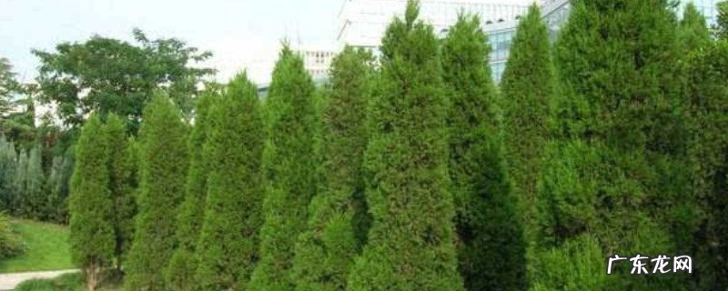 柏树移栽怎么容易成活 柏树移栽多久能缓过来