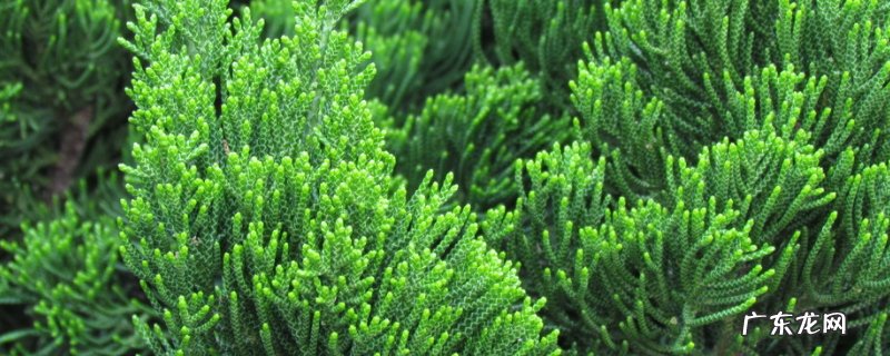 柏树黄叶是怎么处理 柏树叶子黄了还能活吗