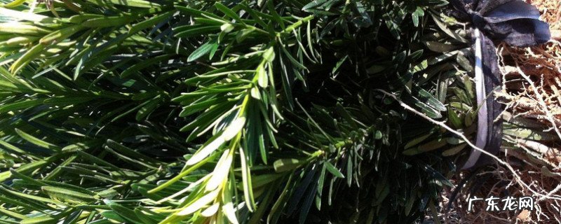 柏树扦插百分百生根方法 柏树生根技巧