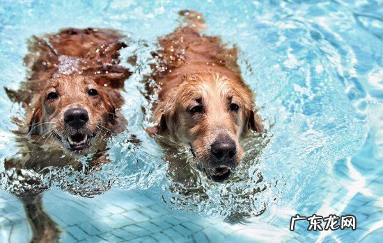 狗狗的皮肤病对应图 狗狗游泳会得皮肤病么