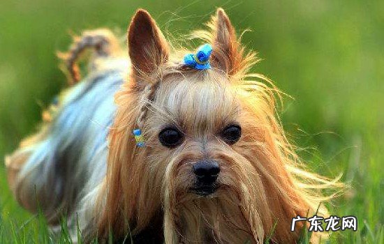 为什么很少人养约克夏 约克夏的缺点