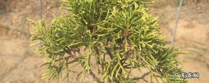 真柏扦插多久生根 真柏扦插时间和方法