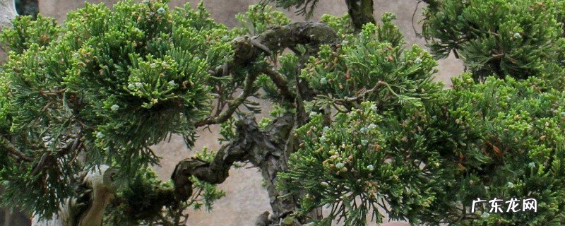 侧柏叶是什么 看叶子区分真柏