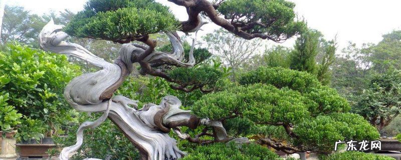 松柏浇水方法 真柏浇水方法