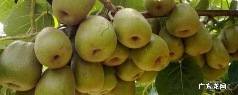 猕猴桃熟不了什么原因 猕猴桃不开花什么原因