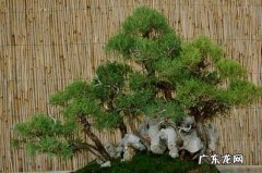 侧柏和普通的柏树有什么区别 侧柏与真柏怎样区别