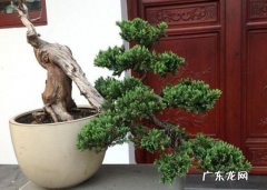 真柏盆景在室内 真柏盆景怎样养护