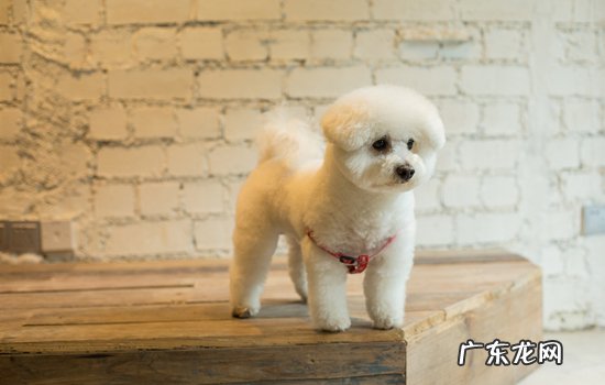 狗狗被别的狗欺负怎么安慰 狗狗不会打架总被欺负