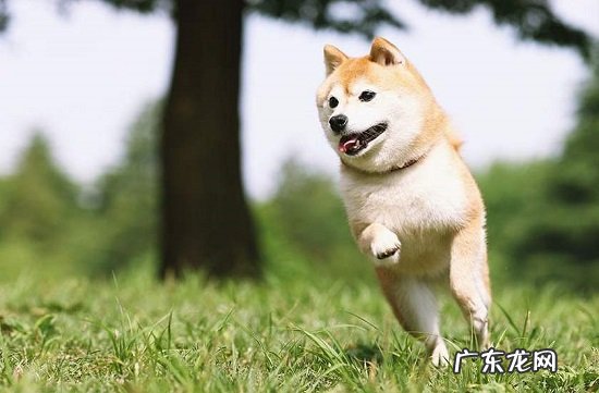 秋田犬和柴犬哪个好 柴犬为什么不适合家养