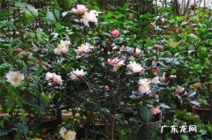 茶梅生长环境 茶梅怎么养生长茂盛