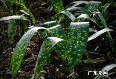 蜘蛛抱蛋的养殖方法和注意事项 怎样保持蜘蛛抱蛋叶片常油绿