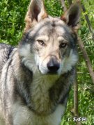 捷克狼犬和德牧哪个聪明 捷克狼犬战斗力排第几