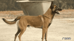 马犬幼犬怎么看纯不纯 如何辨别马犬幼犬聪明