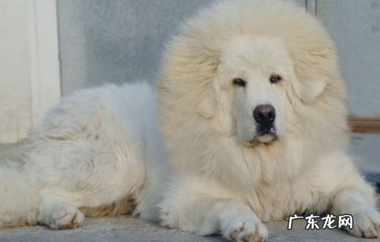 主人打藏獒记仇不 中国养藏獒合法吗