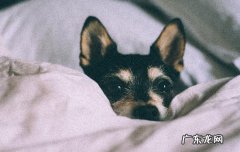 狗狗如何补充牛磺酸 牛磺酸对狗狗的危害