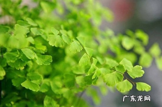 铁线蕨怎么浇水 铁线蕨怎么施肥