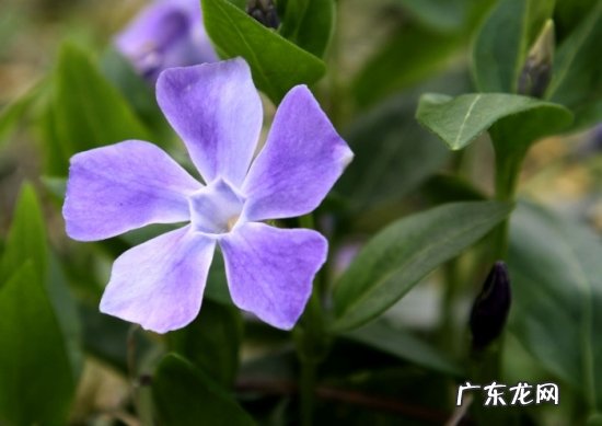 长春花喜欢什么环境 长春蔓喜欢什么样的环境