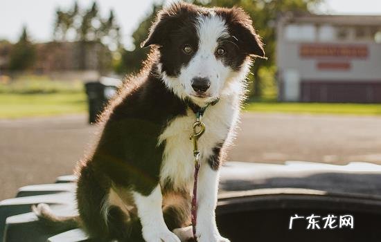 狗狗拉稀能自愈吗 狗拉稀禁食怎么判断好了没