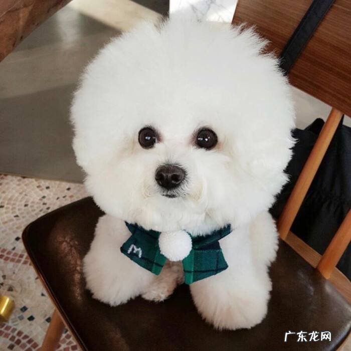 比熊犬300元一只贵吗 比熊犬的价格